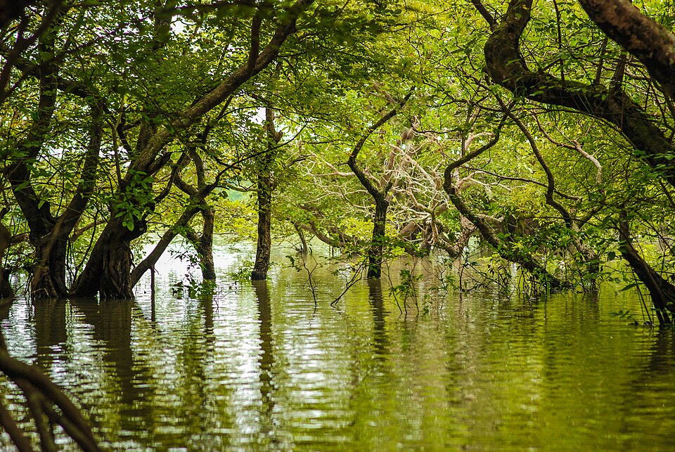 Flooded trees of Ratargul Swamp Forest reflected in dark water, Sylhet, Bangladesh