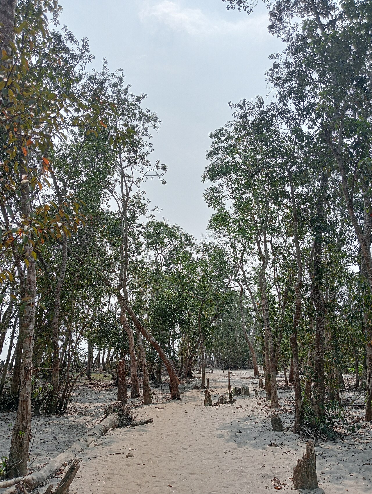 Sandy path through coastal forest, Gangamati, Kuakata, Bangladesh
