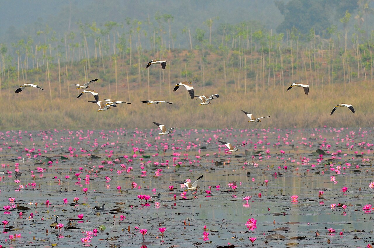 A flock of migratory birds in flight over pink water lilies in a haor wetland, Bangladesh