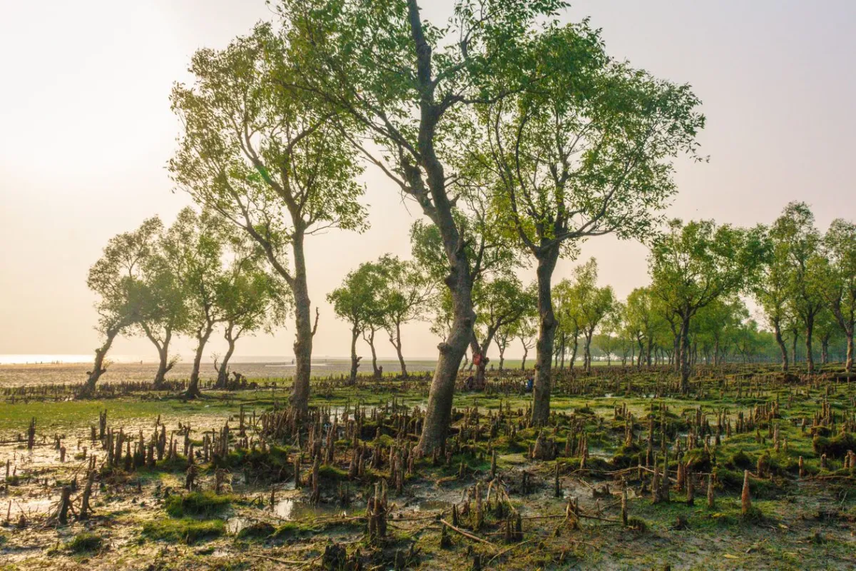 Sunrise through the mangrove trees of the Sundarbans, Bangladesh