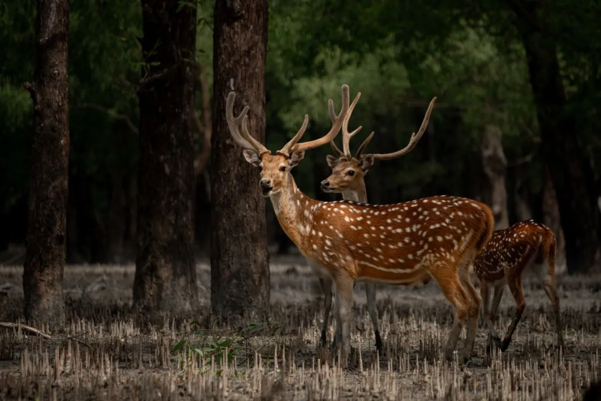 A spotted deer standing among mangrove trees in the Sundarbans