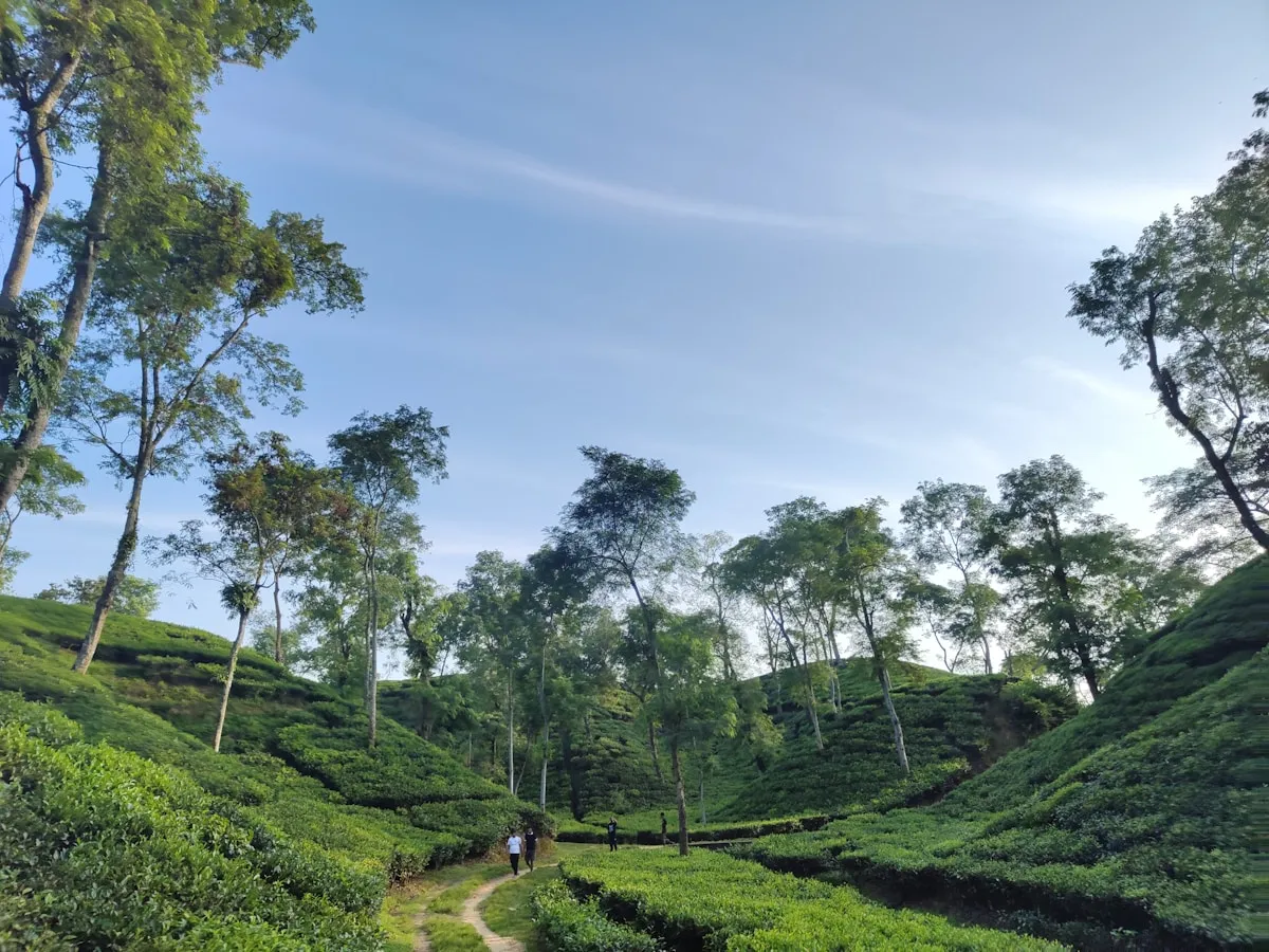 Lush green hillside of Sylhet, Bangladesh